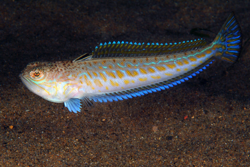 Trachinus draco (Linneo, 1758)